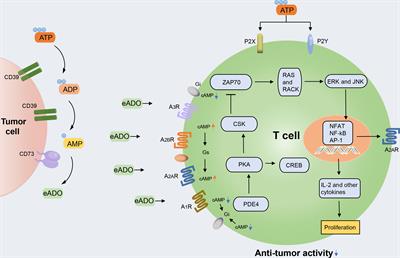 The ectonucleotidases CD39 and CD73 on T cells: The new pillar of hematological malignancy